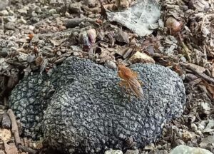 Mouche à truffes sur une truffe