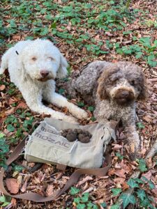 Tao et Rubis à la truffe