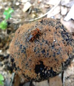 Mouche à Truffes sur une Truffe