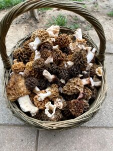 Panier de Morilles communes