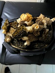 Panier de Morilles coniques et Morilles communes