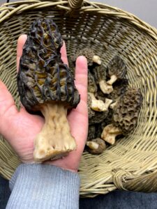 Panier de Morilles Coniques