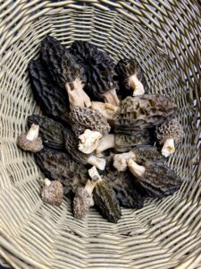 Panier de Morilles Coniques