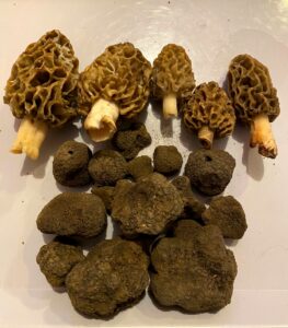 Morilles communes et Truffes