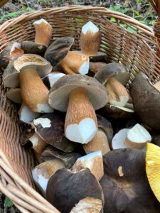 Panier de Cèpes bronzés