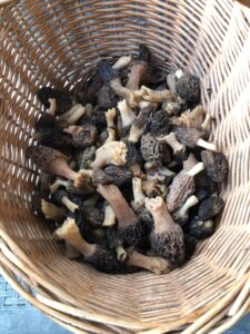 Panier de Morilles Coniques