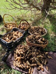 Paniers de Morilles