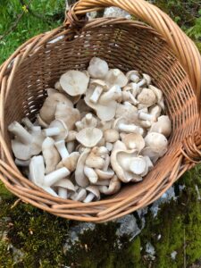 Panier de Tricholome de la Saint Georges