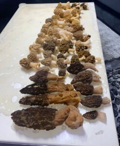 Morilles coniques et Morilles communes