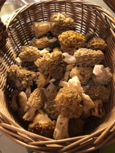Panier de Morilles communes