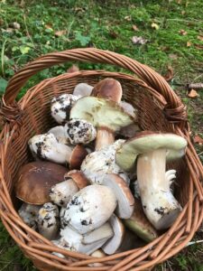 Panier de Cèpes de Bordeaux
