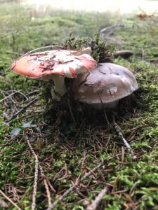 Cèpe de Bordeaux en compagnie d'une Amanite Tue-Mouche