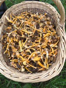 Panier de Chanterelles en tube