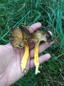 Chanterelles en tube