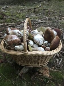 Panier de Cèpes de Bordeaux