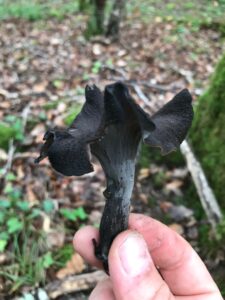 Trompette de la mort